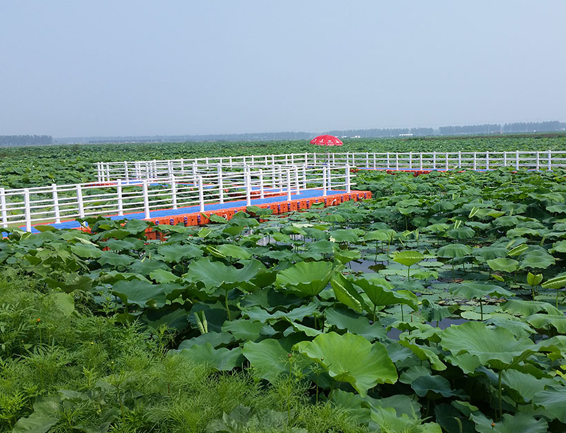 淮安荷花池水上浮橋